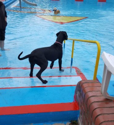 Heute waren wir in Bippen beim Hundeschwimmen.